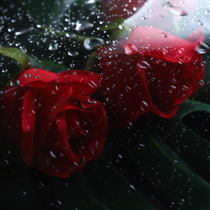 لفافة تغليف شفافة من السيلوفان - مراجعة Art Craft Earth Day وسعره